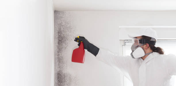 Best Bathroom Mold Remediation in Nicollet, MN
