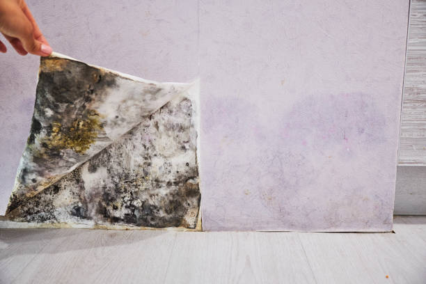 Best Post-Flood Mold Remediation in Nicollet, MN